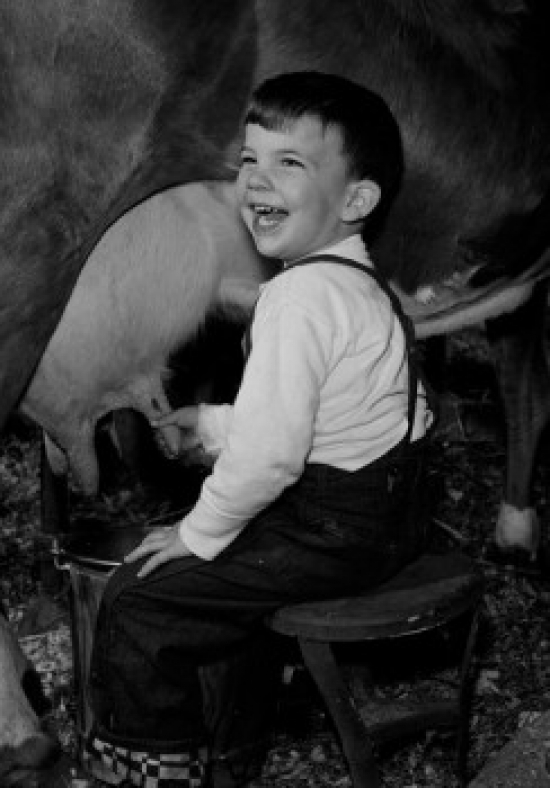 Boy Milking Cow Poster Print - 18 x 24 in.