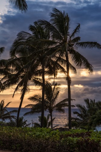 Silhouetted Palm Trees Along The Shoreline with The Sun Setting - Molokai Hawaii United States of America Poster Print by Scott Mead - 12 x 19