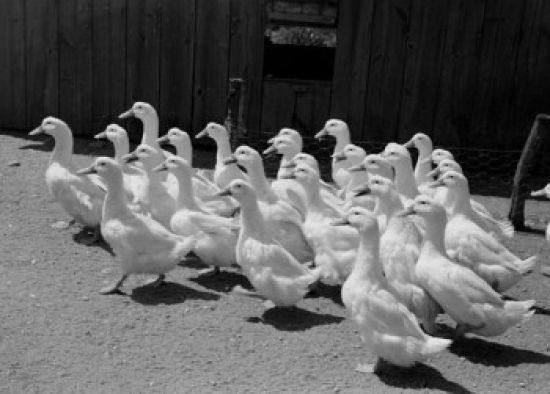 Flock of Geese Poster Print - 18 x 24 in.