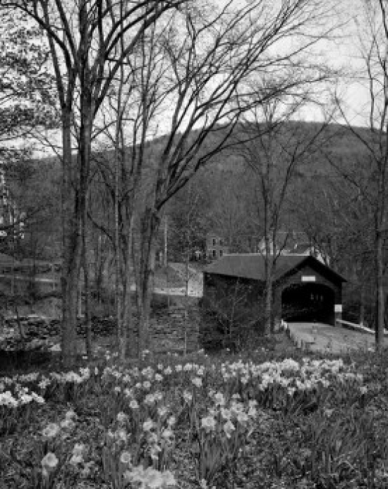 USA Vermont Brattleboro Daffodils in Forest Covered Bridge in Background Poster Print - 18 x 24 in.