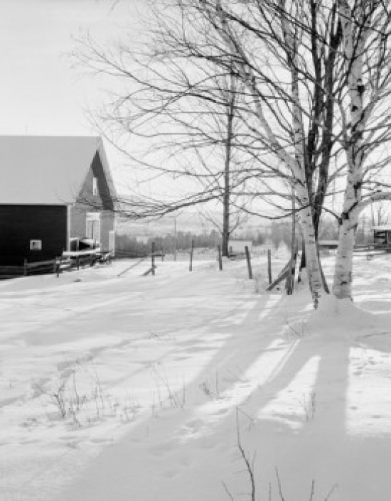 USA Birch Trees & Shadows with Barn Poster Print - 18 x 24 in.