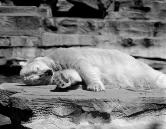 USA New York State New York City Polar Bear Ursus Maritimus Relaxing at Zoo Poster Print - 18 x 24 in.
