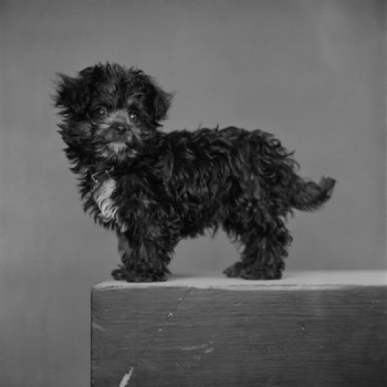 Minature Poodle Cocker Poster Print - 18 x 24 in.