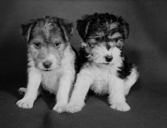 Wired Hair Terriers Poster Print - 18 x 24 in.