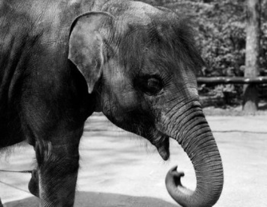 Young Elephant in Zoo Poster Print - 18 x 24 in.