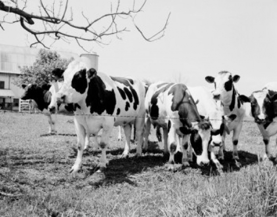 Cows Grazing on Pasture Poster Print - 18 x 24 in.