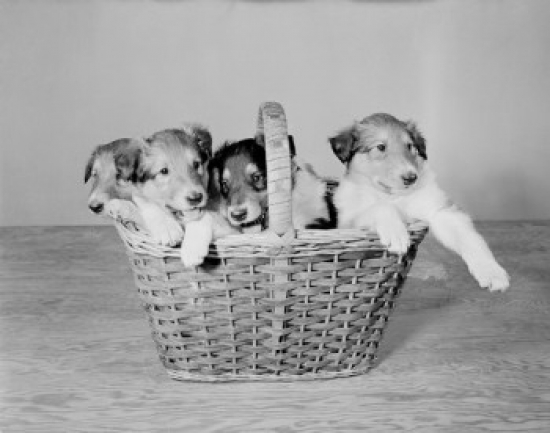 Close Up of 5 Weeks Old Collie Pups in Basket Poster Print - 18 x 24 in.