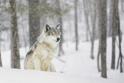 DPI12301263 A Wolf Sitting in a Snowfall in a Forest Poster Print by Dominic Marcoux, 18 x 12