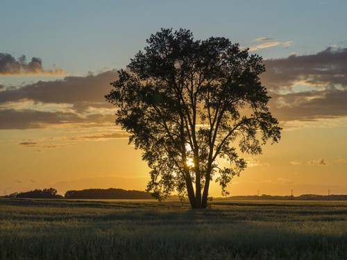 Silhouette of A Tree with A Golden Sky At Sunrise On A Rural Landscape - Lorette Manitoba Canada Poster Print by Keith Levit - 17 x 13