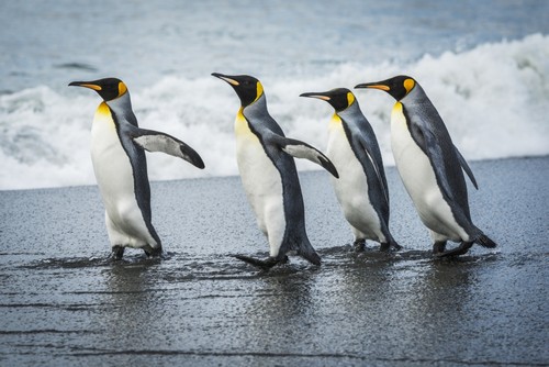Four King Penguins Aptenodytes Patagonicus Walking Together On Beach - Antarctica Poster Print by Nick Dale - 36 x 24 - Large