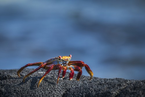 DPI12303616 Sally Lightfoot Crab Grapsus Grapsus On Grey Volcanic Rock - Galapagos Islands Ecuador Poster Print by Nick Dale, 19 x 12