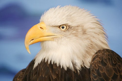 Profile of A Bald Eagle Poster Print by Don Hammond, 34 x 22 - Large