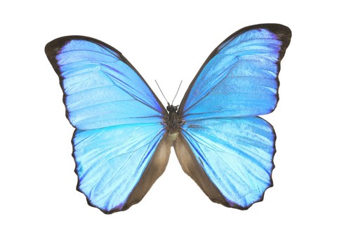 DPI1769027LARGE A Blue Butterfly Poster Print by Don Hammond, 34 x 22 - Large