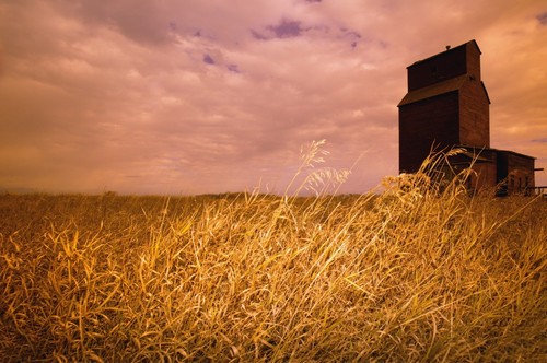 Grain Elevator & Crop Poster Print by Darren Greenwood - 17 x 11