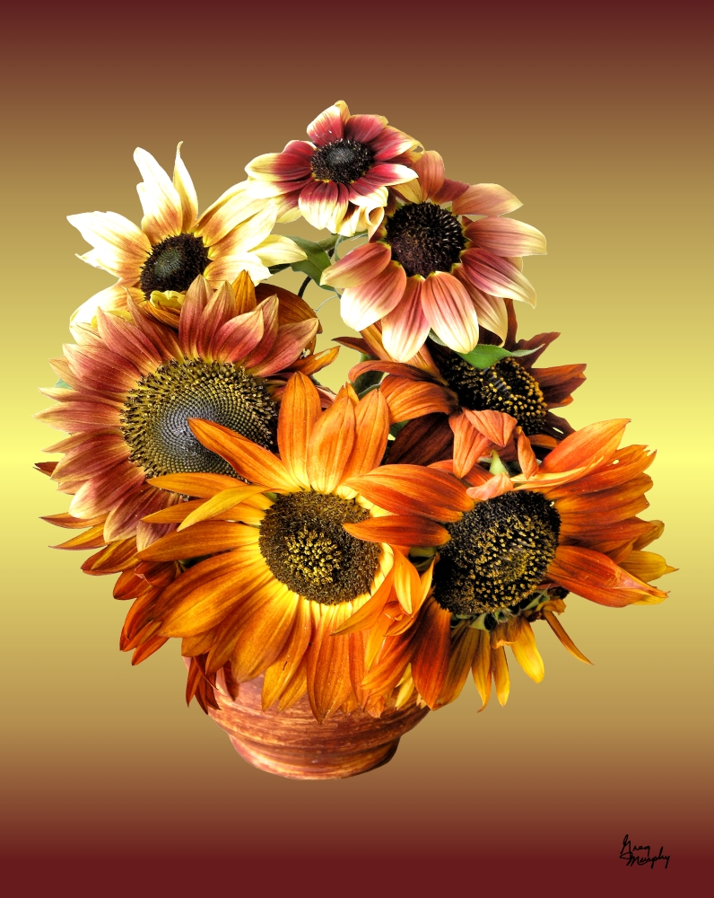 Sunflower 7 Poster Print by Greg Murphy