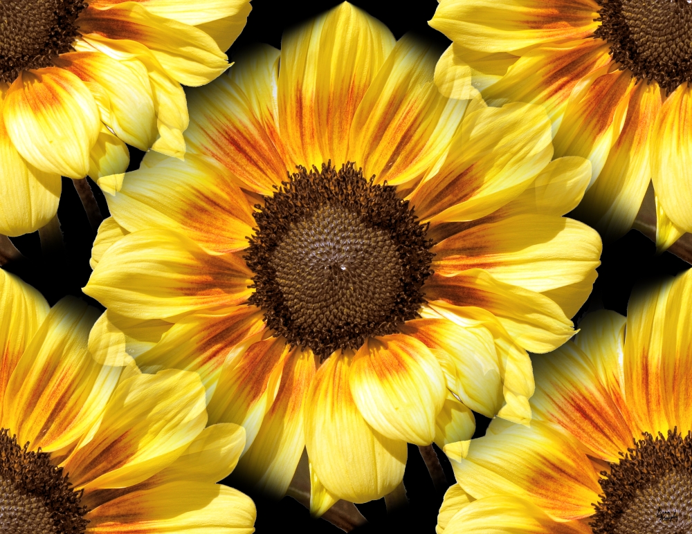 Sunflower 26 Poster Print by Greg Murphy - 26 x 20 in.