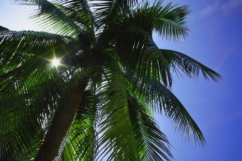 Palm Tree Poster Print by Don Hammond, 34 x 22 - Large