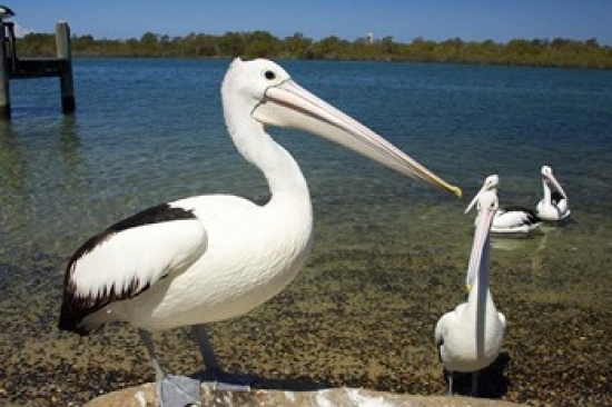 Australian Pelican Australia Poster Print by David Wall - 26 x 17 in.