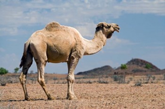 Camel Near Stuart Highway Outback Northern Territory Australia Print by David Wall
