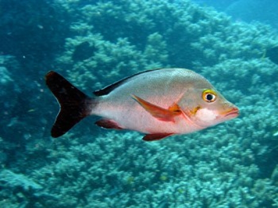 Paddletail Fish Agincourt Great Barrier Reef Australia Poster Print by David Wall - 26 x 20 in.