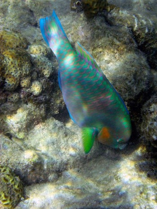 Surf Parrotfish Low Isles Great Barrier Reef Australia Poster Print by David Wall - 20 x 26 in.