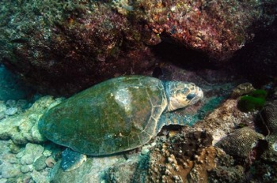 PDDAU01POX0145 Loggerhead Turtle Stradbroke Queensland Australia Poster Print by Pete Oxford - 29 x 19 in.