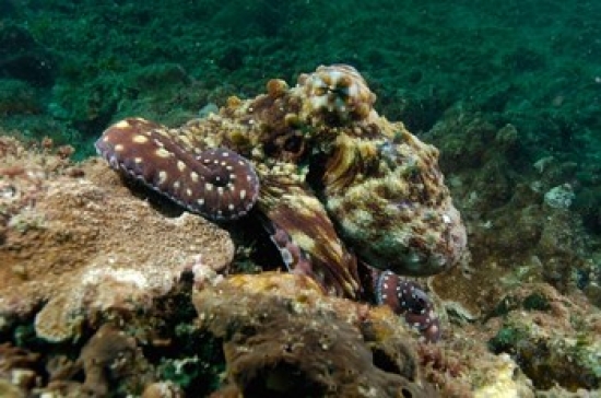 PDDAU01POX0153 Marine Life Octopus Coral Reef Stradbroke Australia Poster Print by Pete Oxford - 29 x 19 in.