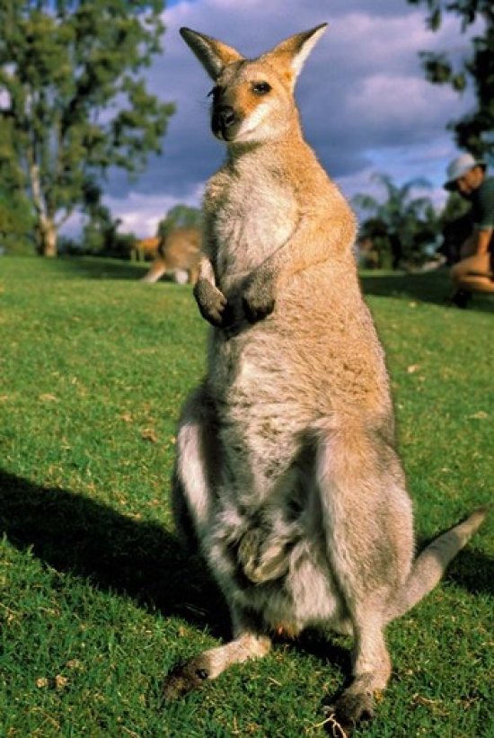 Kangaroo Queensland Australia Poster Print by Peter Skinner - 18 x 27 in.