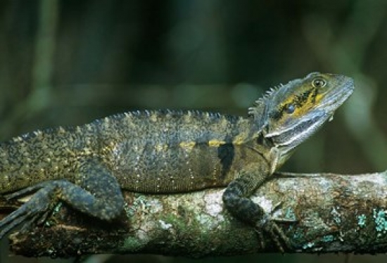Australia Queensland Eastern Water Dragon Lizard Poster Print by Rob Tilley - 27 x 18 in.