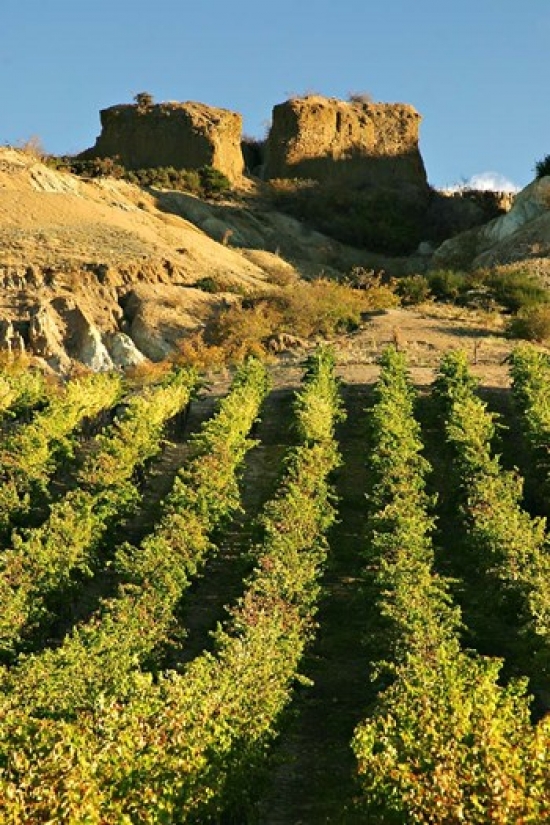 PDDAU02DWA0214 Mt Difficulty Vineyard & Historic Sluicings Bannockburn South Island New Zealand Print by David Wall