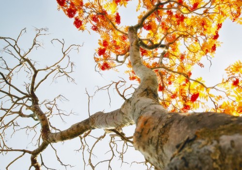 Tree with Half of The Leaves Missing Poster Print by Don Hammond - 16 x 11