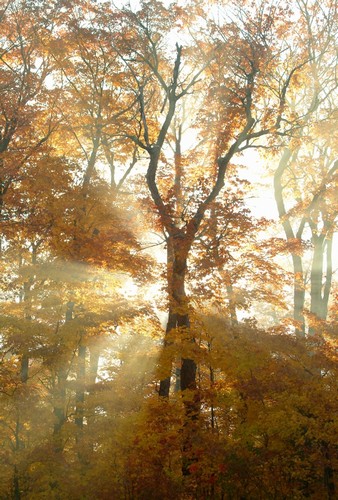 Sun Breaking Through Trees Poster Print by Design Pics BRO, 22 x 34 - Large