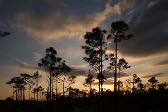 Bahamas Lucaya Np Setting Sun on Caribbean Pine Trees Poster Print by Paul Souders - 35 x 23 in.