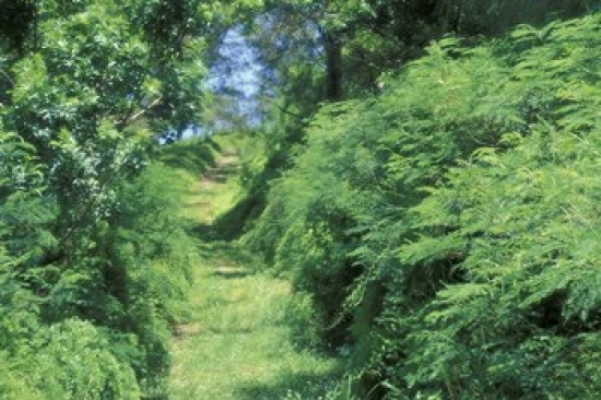 View of Path Through Trees Bermuda Caribbean Poster Print by Robin Hill - 36 x 24 in.