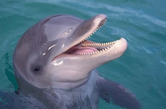 PDDCA39SWE0005 Bottlenose Dolphin Caribbean Poster Print by Stuart Westmorland - 27 x 18 in.