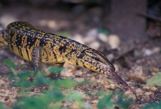 PDDCA43CMI0000 Trinidad Asa Wright Nature Ctr Tiger Lizard Poster Print by Cindy Miller Hopkins - 26 x 18 in.