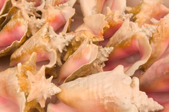 Conch Shells Blue Hill Beach Turks & Caicos Caribbean Poster Print by Walter Bibikow - 26 x 17 in.