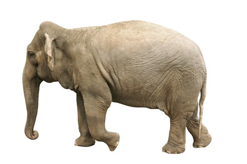 DPI1767624 Elephant Poster Print by Don Hammond, 17 x 11