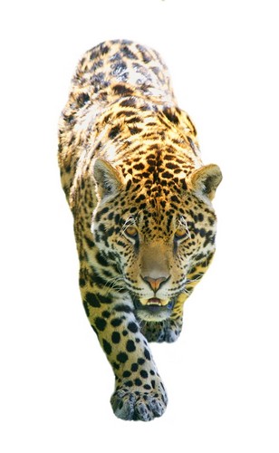 A Leopard On The Prowl Poster Print by Don Hammond - 22 x 36 - Large