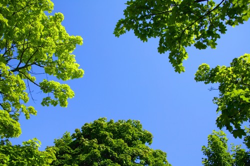 The Sky Through Trees Poster Print by Don Hammond, 17 x 11