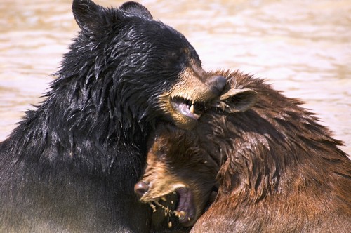 Bears in Water Poster Print by Carson Ganci, 17 x 11