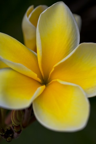 DPI12305807LARGE Close Up of A Yellow & White Tropical Flower - Hawaii United States of America Poster Print by Scott Mead, 24 x 38 - Large -  Posterazzi