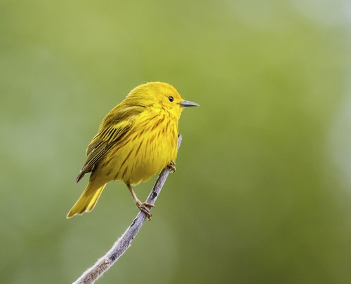 Yellow Warbler Setophaga Petechia Perched During Spring Time - Chateauguay Quebec Canada Poster Print by Dominic Marcoux - 15 x 12