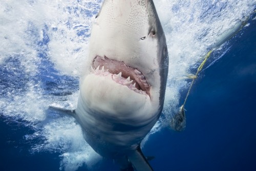 Great White Shark Attracted To The Cage with Bait That Can Be Seen in The Background - Guadalupe Island Mexico Poster Print by Dave Fleetham - 19 x 12