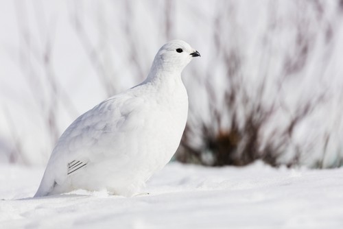 Willow Ptarmigan Foraging Among Willows in Early Spring in Arctic Valley in Southcentral Alaska. Poster Print by Ray Bulson, 38 x 24 - Large