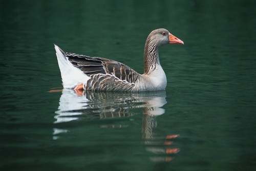 Duck On Water Poster Print by Corey Hochachka - 17 x 11