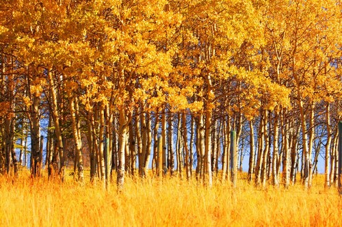 Trees in Autumn Poster Print by Don Hammond - 17 x 11