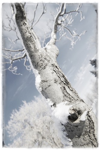 A Tree Poster Print by Don Hammond, 11 x 17