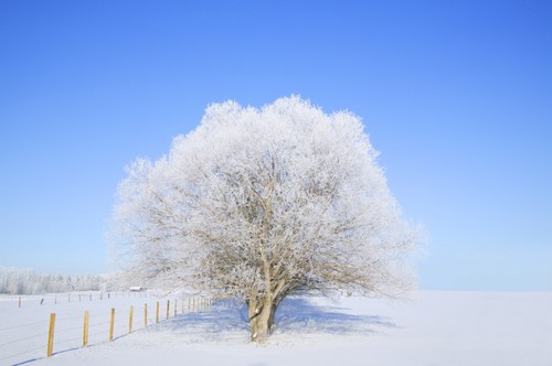 Trees in Winter Poster Print by Don Hammond, 34 x 22 - Large