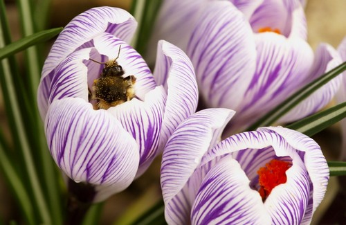 Bee On Crocus Poster Print by Raven Regan, 34 x 22 - Large